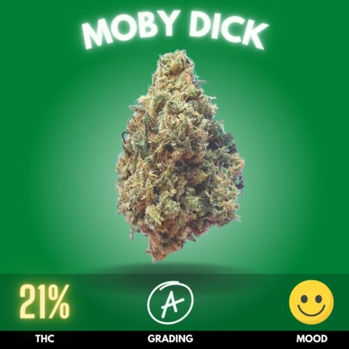 Moby Dick, a distinguished cannabis strain, is a dynamic cross between Haze and White Widow