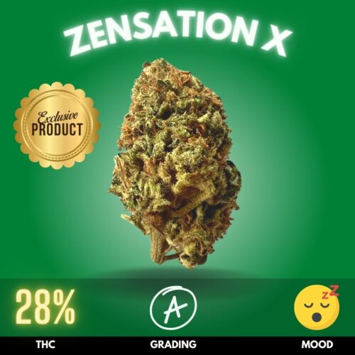Zensation X emerges as a formidable Indica-dominant hybrid, skillfully crafted by Maxx Nuggs in Chiang Mai exclusively for PrikPot. This strain is a potent cross between the tranquil "Zensation" and the powerful "Amnesia," boasting an impressive 28% THC content