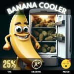 Banana Cooler, an indica-dominant hybrid that's not just a delicious escape, but a potential balm for the mind and body. Exotic strain in Thailand.
