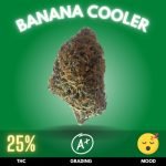 Banana Cooler, an indica-dominant hybrid that's not just a delicious escape, but a potential balm for the mind and body