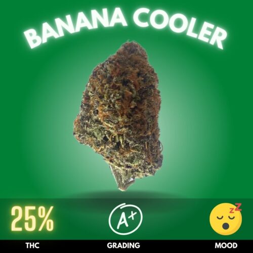 Banana Cooler, an indica-dominant hybrid that's not just a delicious escape, but a potential balm for the mind and body