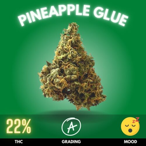 Pineapple Glue is an exceptional cannabis strain that represents a perfect synergy of flavor and potency. This strain is an indica-dominant hybrid