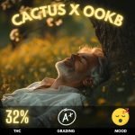 Cactus x OOKB, a strain that stands as a pinnacle of potency and pure indica dominance. With a staggering THC content of 32%,