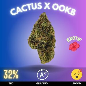 Cactus x OOKB, a strain that stands as a pinnacle of potency and pure indica dominance. With a staggering THC content of 32%,