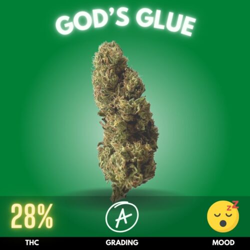 God's Glue is a unique cannabis strain renowned for its exceptional flavor profile and potent effects. Typically, this strain features a high THC content, often ranging around 28%