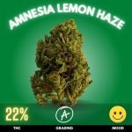 Amnesia Lemon Haze. This Sativa-dominant hybrid with a THC level around 22%