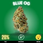 Blue OG weed strain sold online in Thailand.