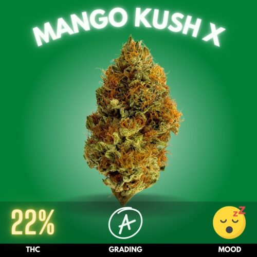Mango Kush X, a remarkable cross between Mango Kush and Afghan Hash Plant