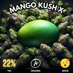 Mango Kush X, a remarkable cross between Mango Kush and Afghan Hash Plant