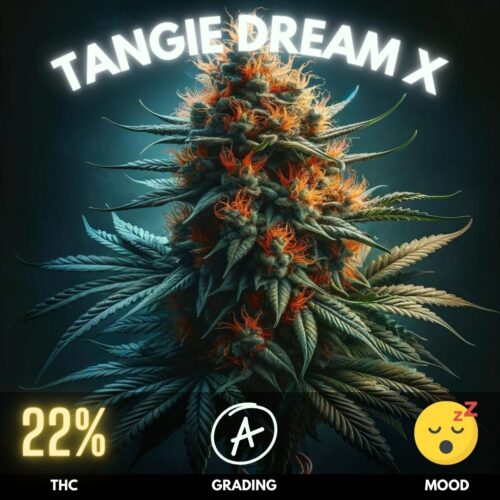 Tangie Dream crossed with Afghan Hash Plant results in a uniquely balanced hybrid, melding Tangie Dream’s uplifting sativa characteristics with the deeply relaxing indica traits of Afghan Hash Plant