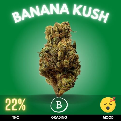 Banana Kush, a captivating cannabis strain with a memorable banana aroma, is a favorite among enthusiasts for its sweet, fruity flavor profile. This strain typically features a THC content ranging from 18% to 25%