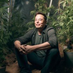 PrikPot in Collaboration with Elon Musk Presents: Lunar Haze – The First Moon-Grown Cannabis