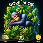 Gorilla OG is recognized for its therapeutic potential, providing relief from conditions such as chronic pain, insomnia, and stress