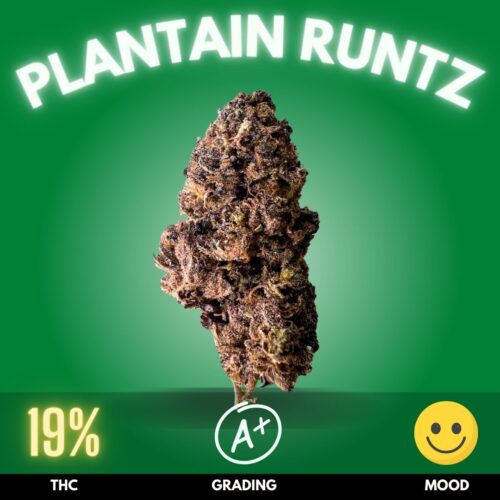 Plantain Runtz, a cannabis strain that marries the playful charm of Runtz with the soothing allure of plantains