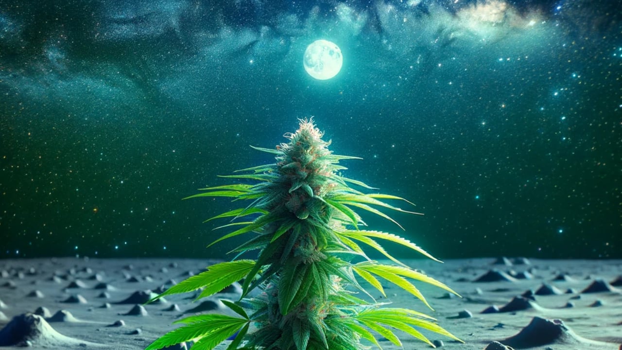 Prikpot Dispensary in Collaboration with Elon Musk Presents: Lunar Haze - The First Moon-Grown Cannabis