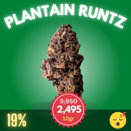 Plantain Runtz, a cannabis strain that marries the playful charm of Runtz with the soothing allure of plantains