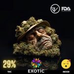 Godfather is a highly potent cannabis strain, celebrated for its exceptional strength and therapeutic benefits