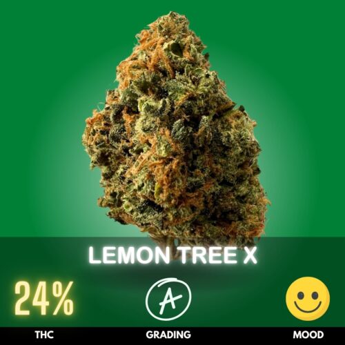 Boasting a THC level of around 24%, Lemon Tree X offers a balanced high that rejuvenates the mind while comforting the body.