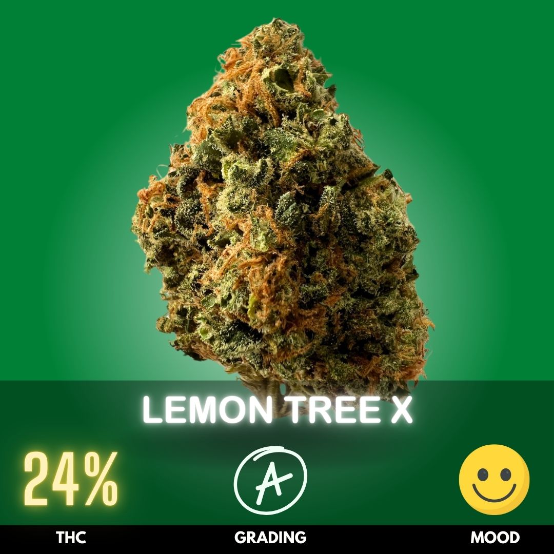 lemon-tree-x-cannabis-strain-thailand-24 Boasting a THC level of around 24%, Lemon Tree X offers a balanced high that rejuvenates the mind while comforting the body.