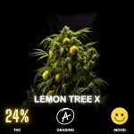 lemon-tree-x-cannabis-strain-thailand-hero-24