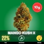 mango-kush-cannabis-strain-thailand-10 Mango Kush X, a remarkable cross between Mango Kush and Afghan Hash Plant