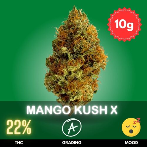 Mango Kush X, a remarkable cross between Mango Kush and Afghan Hash Plant