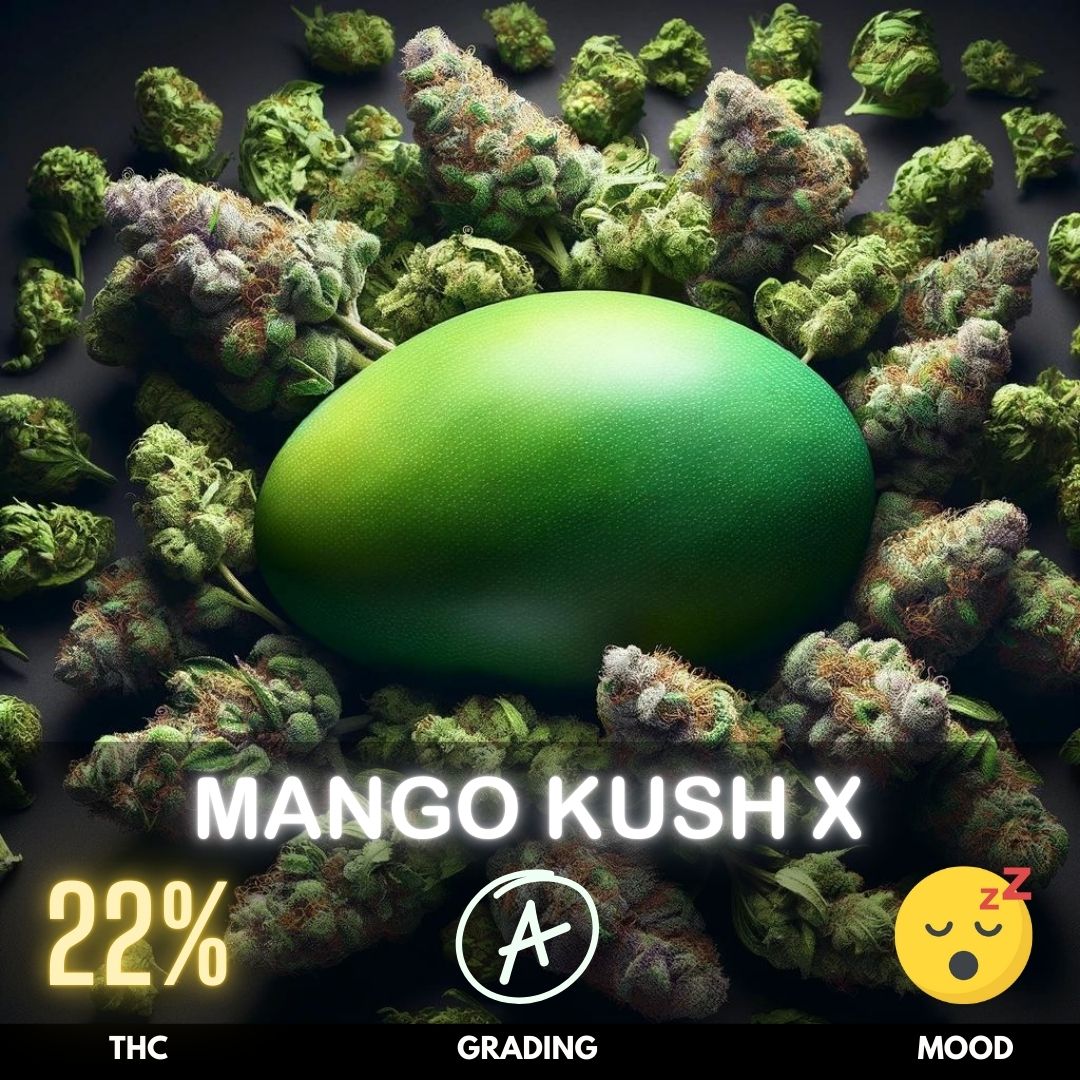 Mango Kush X, a remarkable cross between Mango Kush and Afghan Hash Plant
