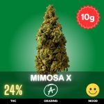Mimosa X Orange Punch