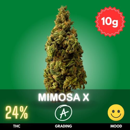 Mimosa X Orange Punch