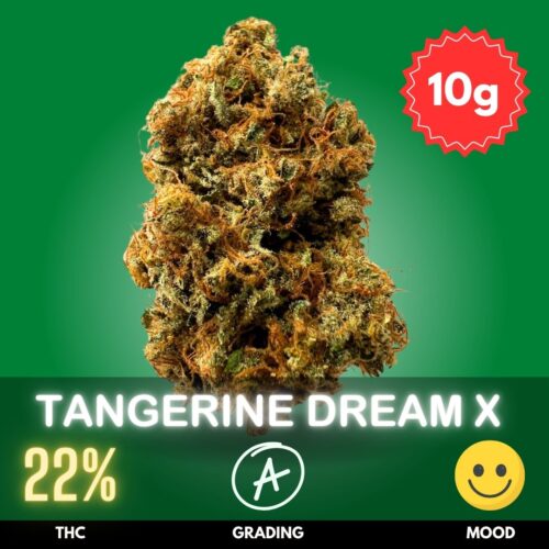 Discover the blissful world of Tangerine Dream, a sativa-dominant hybrid