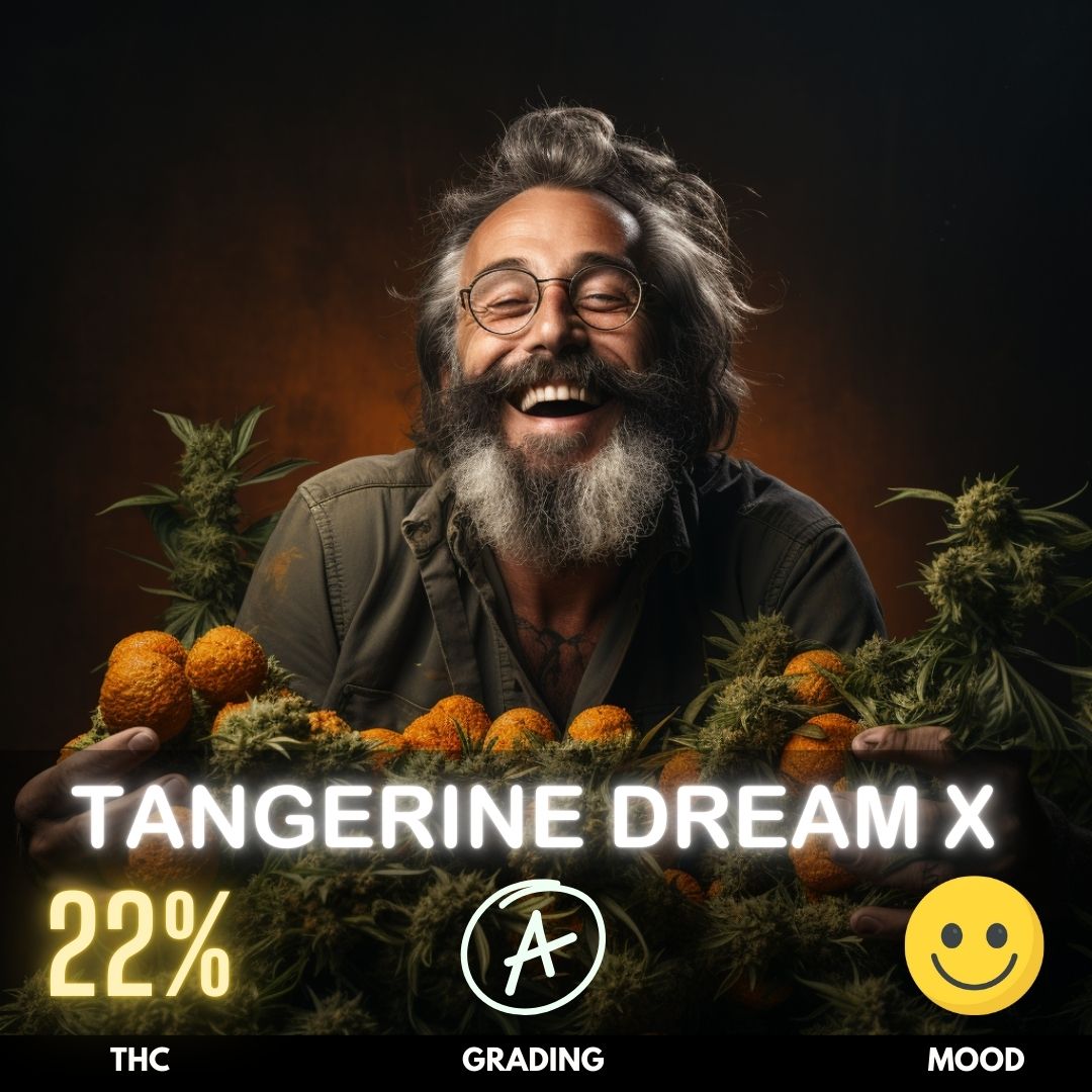 Discover the blissful world of Tangerine Dream, a sativa-dominant hybrid