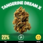 tangerine-dream-x-strain-thailand-single Discover the blissful world of Tangerine Dream, a sativa-dominant hybrid