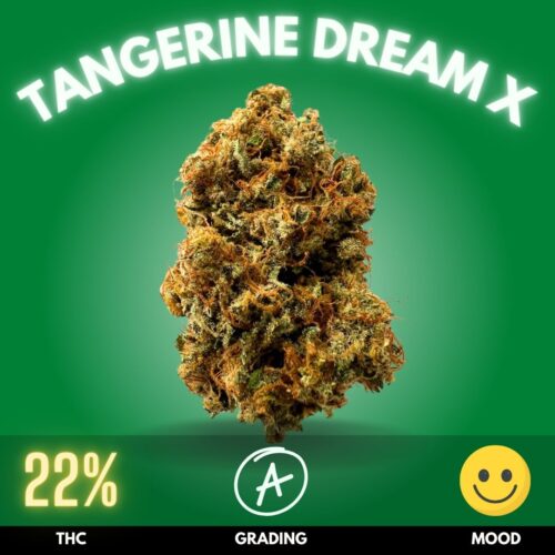 Discover the blissful world of Tangerine Dream, a sativa-dominant hybrid