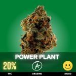 Power Plant is a robust and energetic Sativa-dominant strain