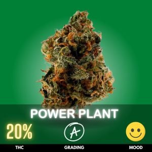 Power Plant is a robust and energetic Sativa-dominant strain