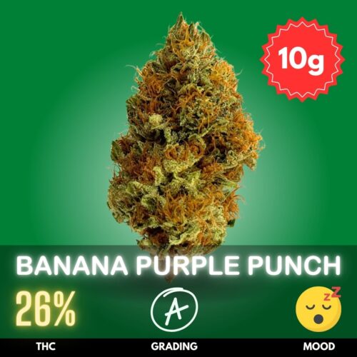 Banana Purple Punch cannabis strain sold online in Thailand.