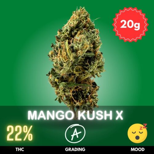 Mango Kush X, a remarkable cross between Mango Kush and Afghan Hash Plant