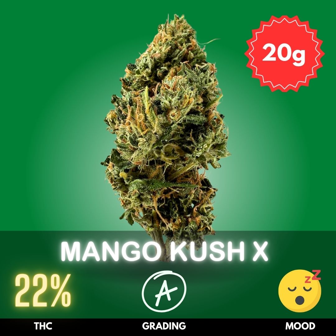 mango-kush-green-strain-thailand-20 Mango Kush X, a remarkable cross between Mango Kush and Afghan Hash Plant