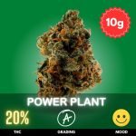 power-plant-cannabis-strain-10 Power Plant is a robust and energetic Sativa-dominant strain