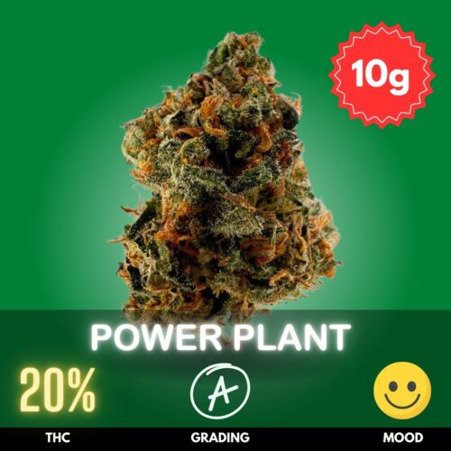 Power Plant is a robust and energetic Sativa-dominant strain