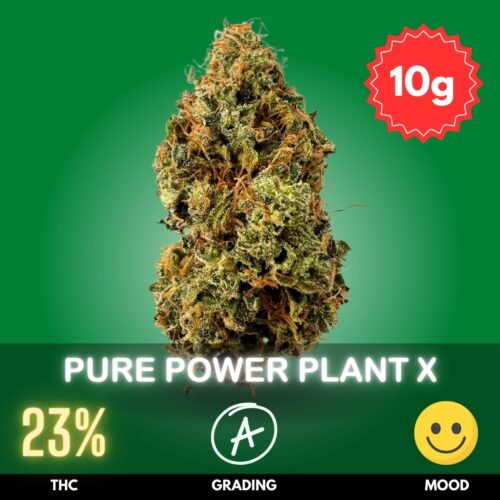 Pure Power Plant crossed with Mimosa is a hybrid strain combining the best of both worlds from its parent strains