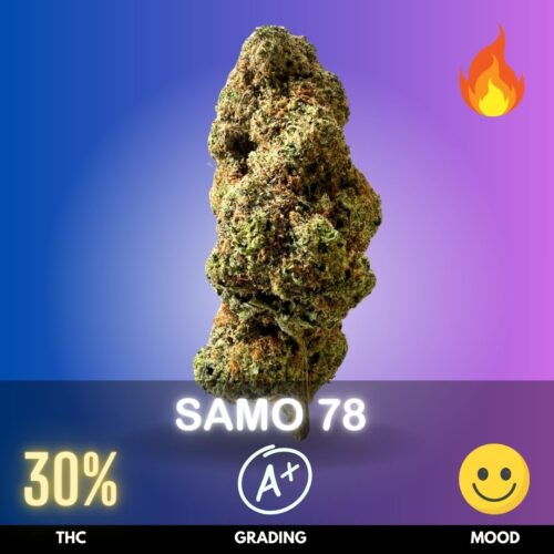 Samo 78 is a powerhouse Sativa-dominant hybrid, boasting a stunning 30% THC content