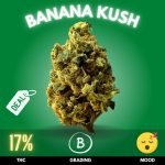 banana-kush-cannabis-strain-thailand-online Banana Kush is a delightful hybrid strain with a THC level of 17%,