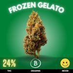 Frozen Gelato is a delightful hybrid cannabis strain celebrated for its rich flavor