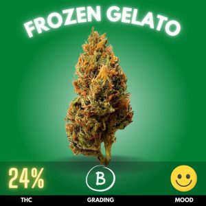 Frozen Gelato is a delightful hybrid cannabis strain celebrated for its rich flavor