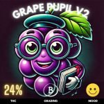 Grape-Pupil-V2-cannabis-strain-hero