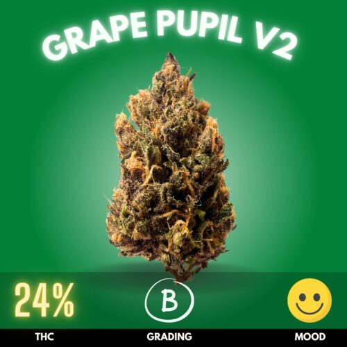 Grape Pupil V2 is a rare and highly sought-after hybrid cannabis strain