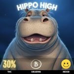 Hippo-High-cannabis-strain-thailand-hero