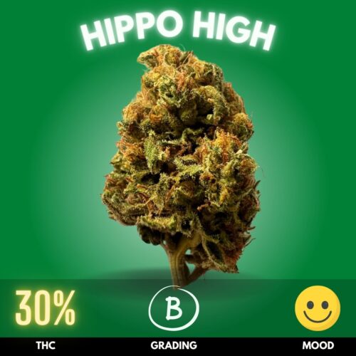 Hippo High is a potent, mostly Sativa hybrid created by Blimburn Seeds