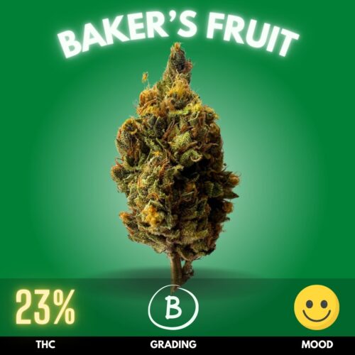 Baker’s Fruit is a balanced hybrid cannabis strain celebrated for its balanced effects and rich flavor profile